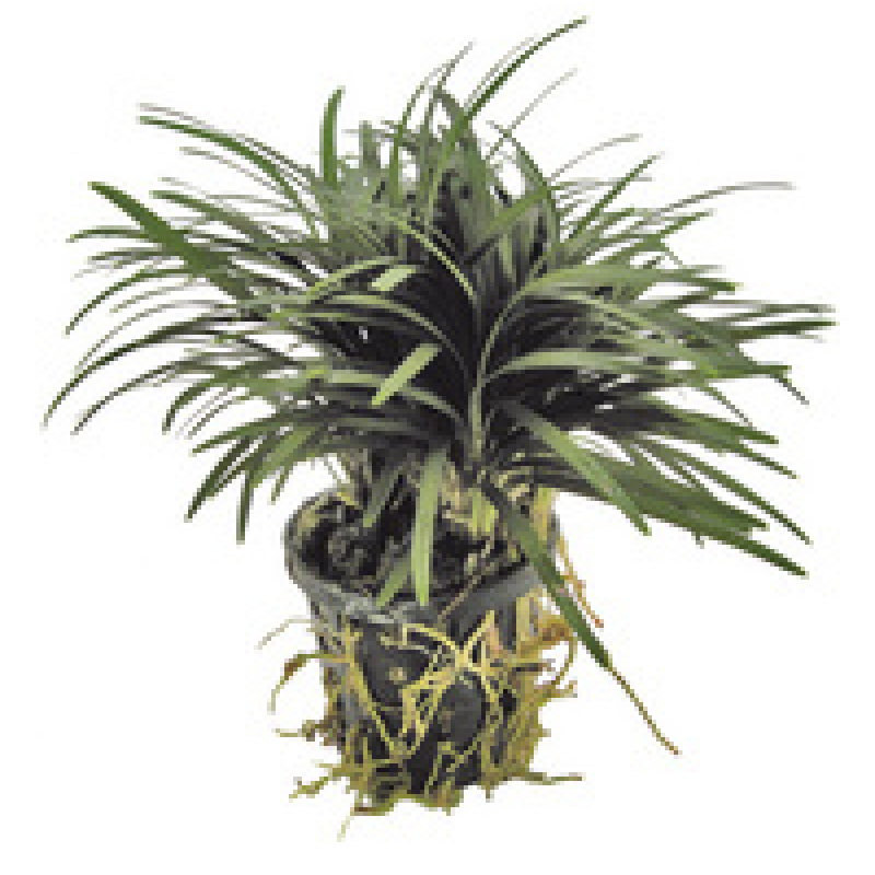 6x Ophiopogon Kyoto